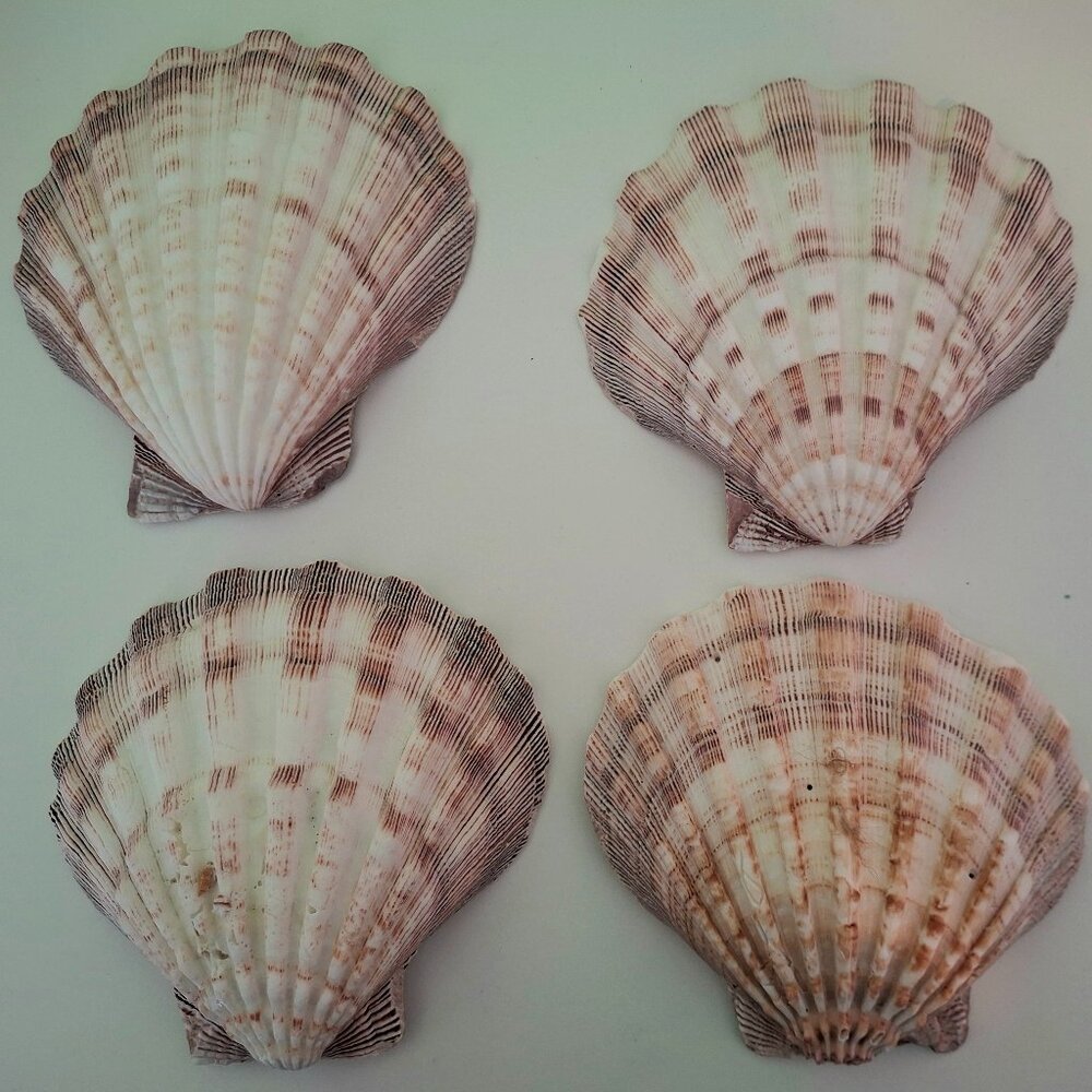 4 Natural Scallop shells